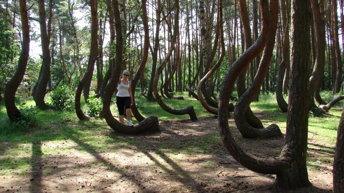 Nowe Czarnowo Krzywy Las